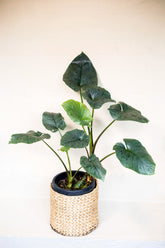 Homalomena sp. Bengkulu